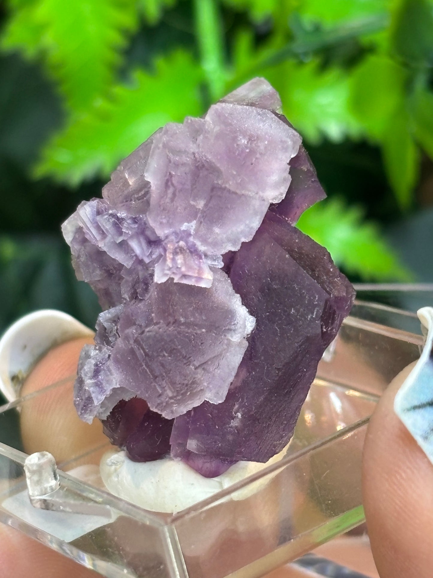 Colour zoned Purple Fluorite boxed specimen - Zhejiang, China