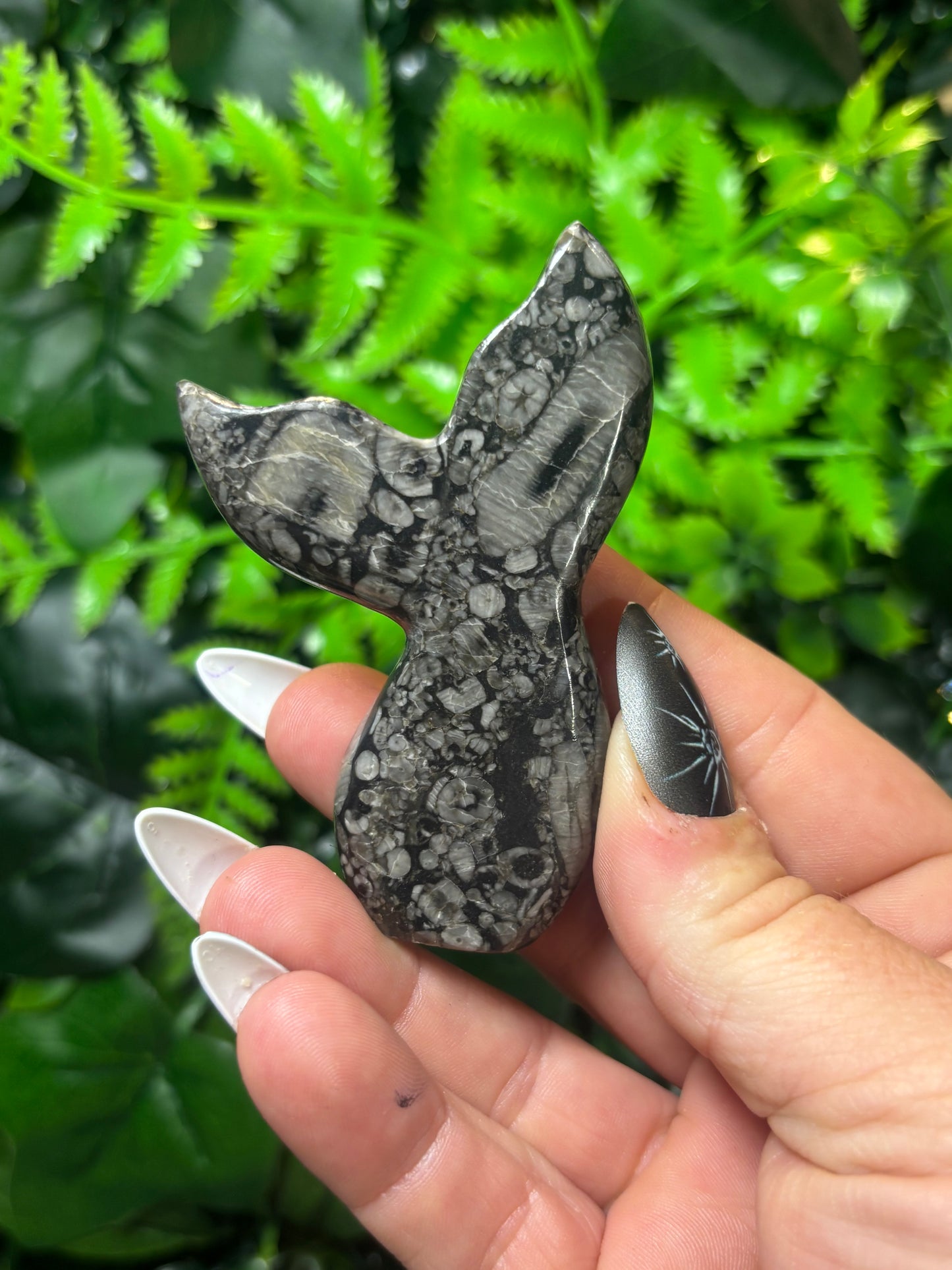 Fossilised Coral Siren Tail - B