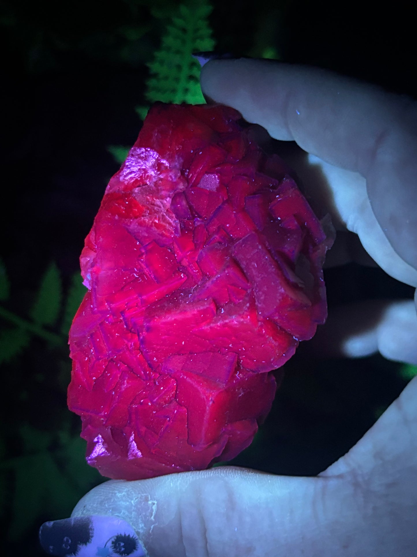 Black Rose Fluorite - Pakistan