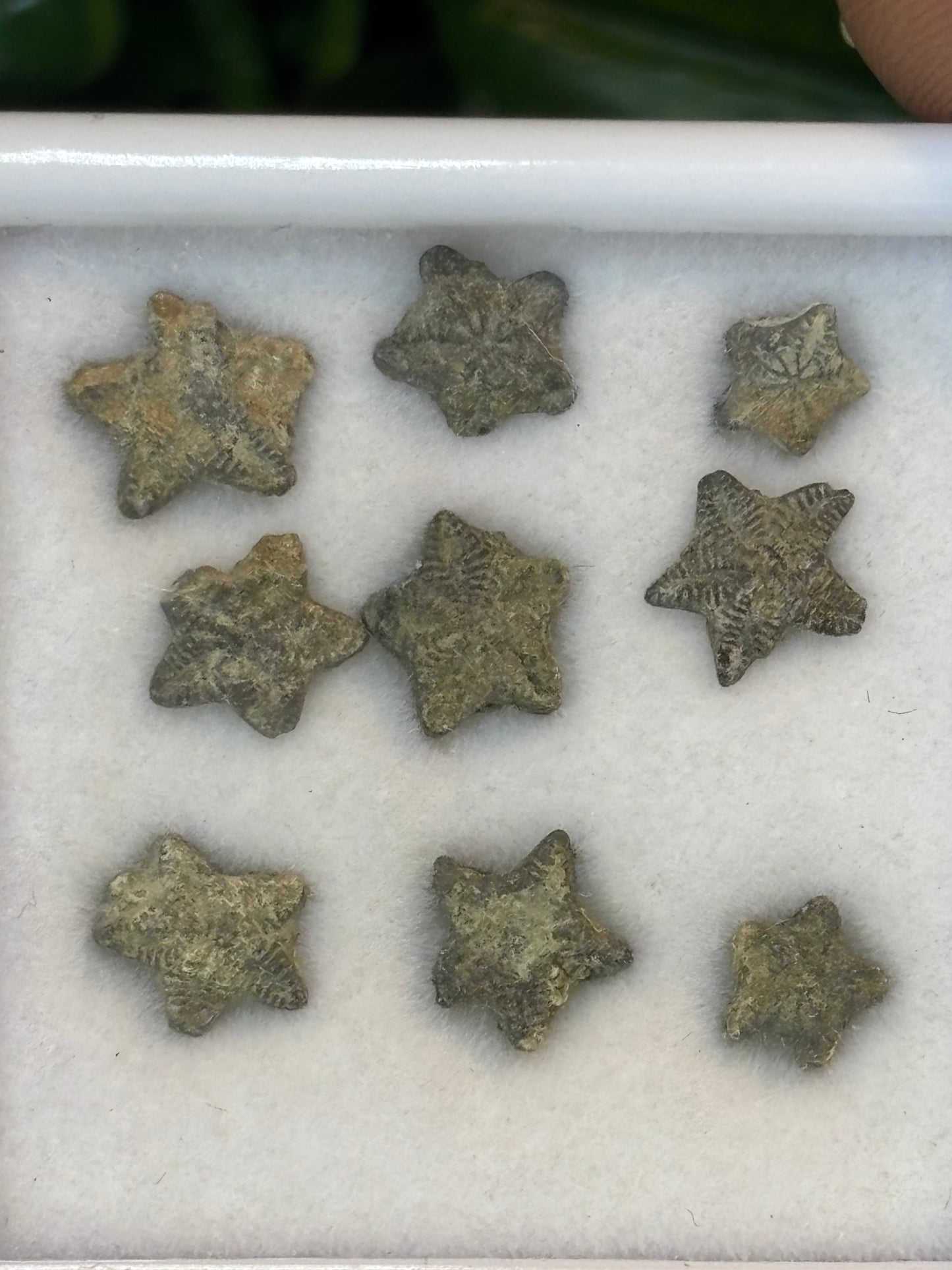 Crinoid stars - Morocco