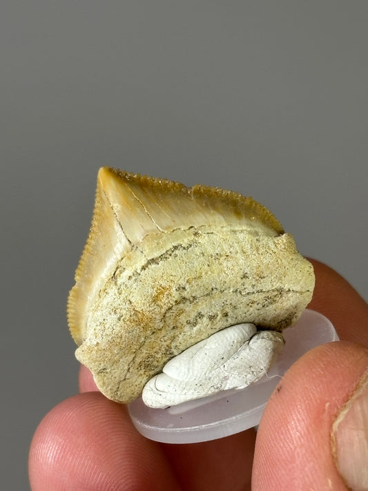 Shark teeth