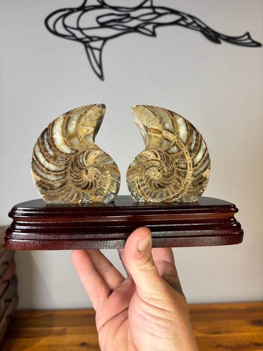 Ammonite pair on wooden stand