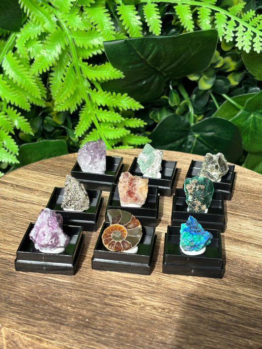 Mini boxed specimens - various