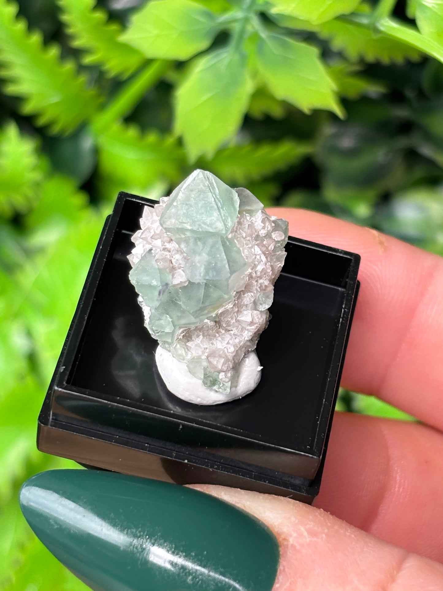 Mini boxed specimens - various