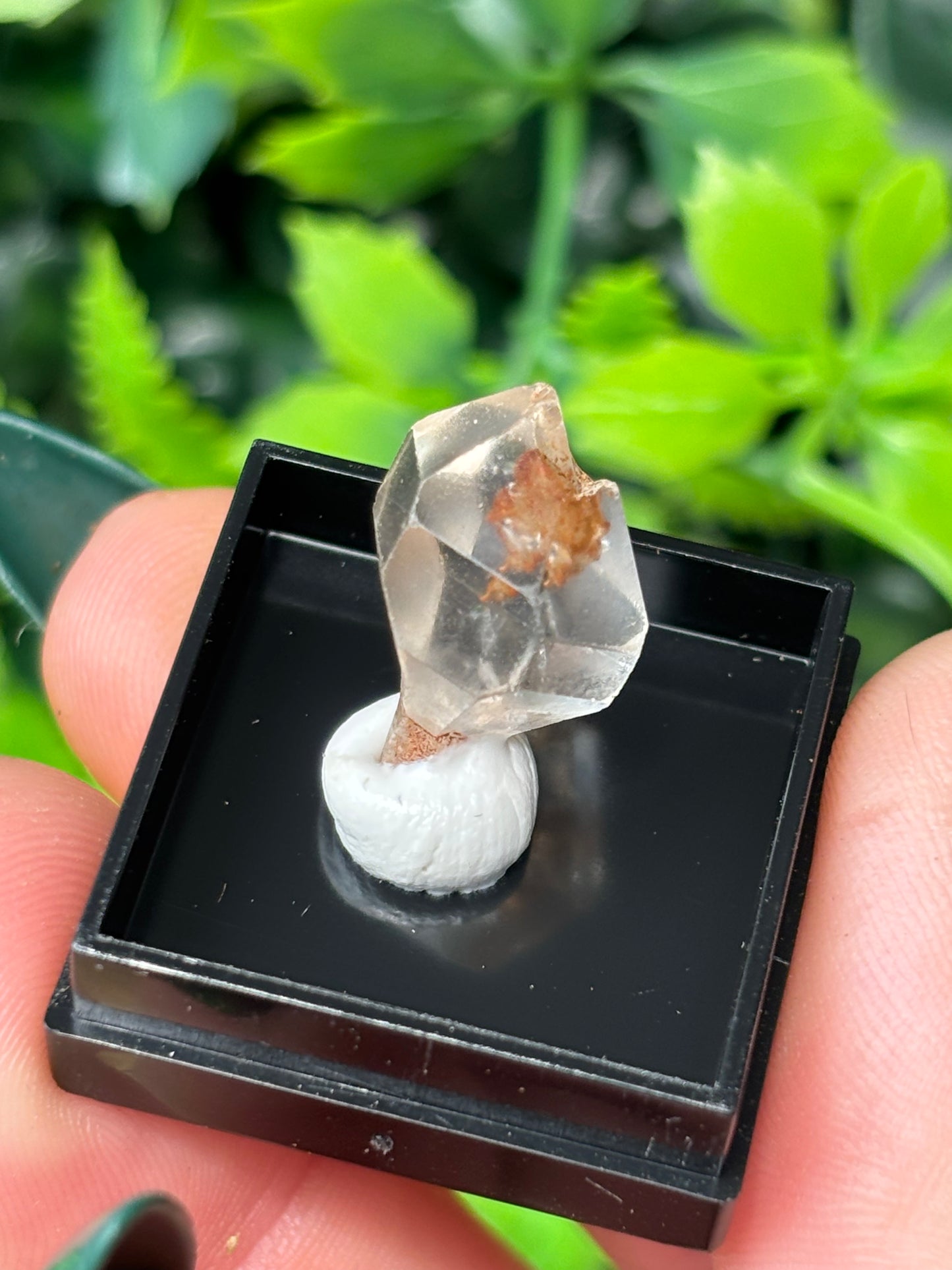 Mini boxed specimens - various