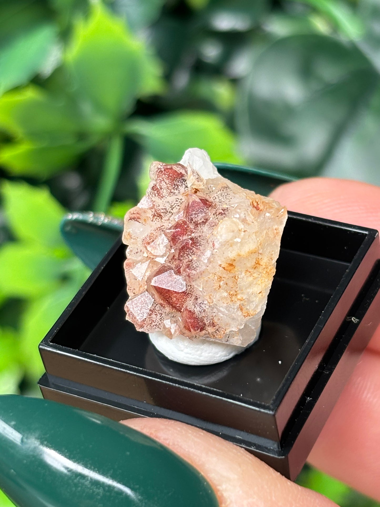Mini boxed specimens - various