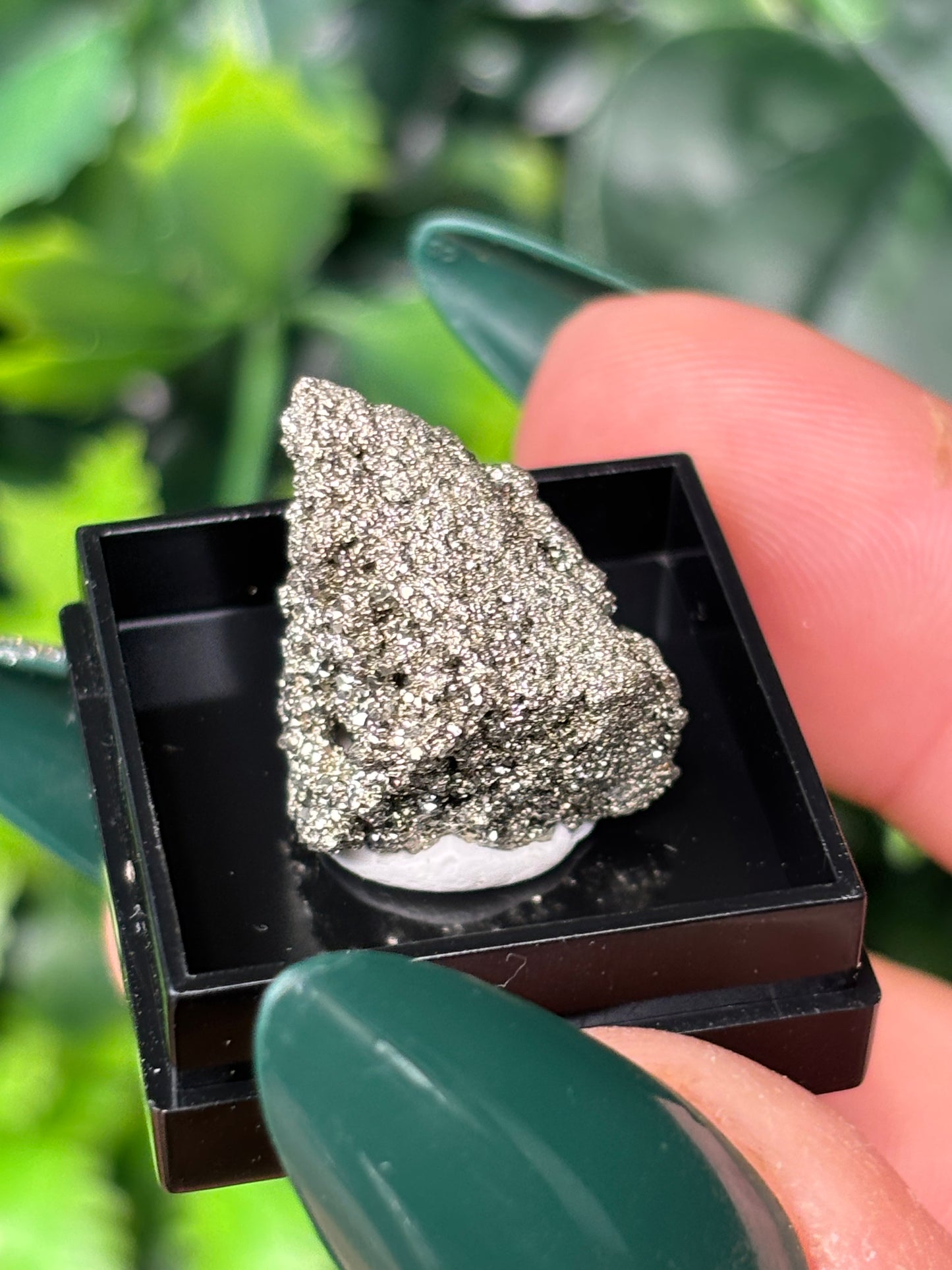 Mini boxed specimens - various