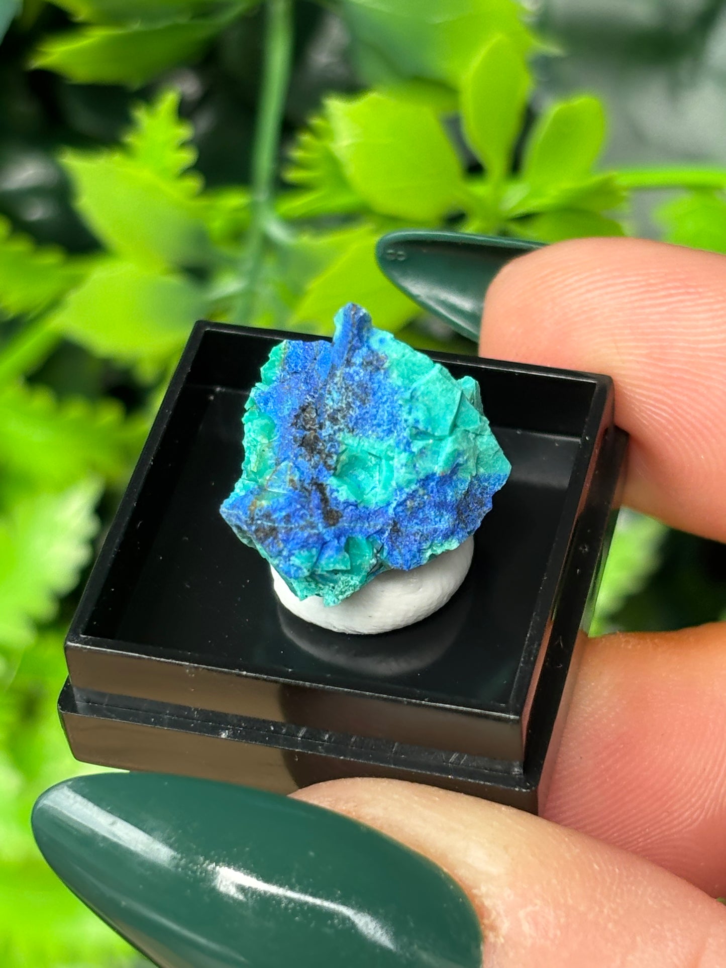 Mini boxed specimens - various