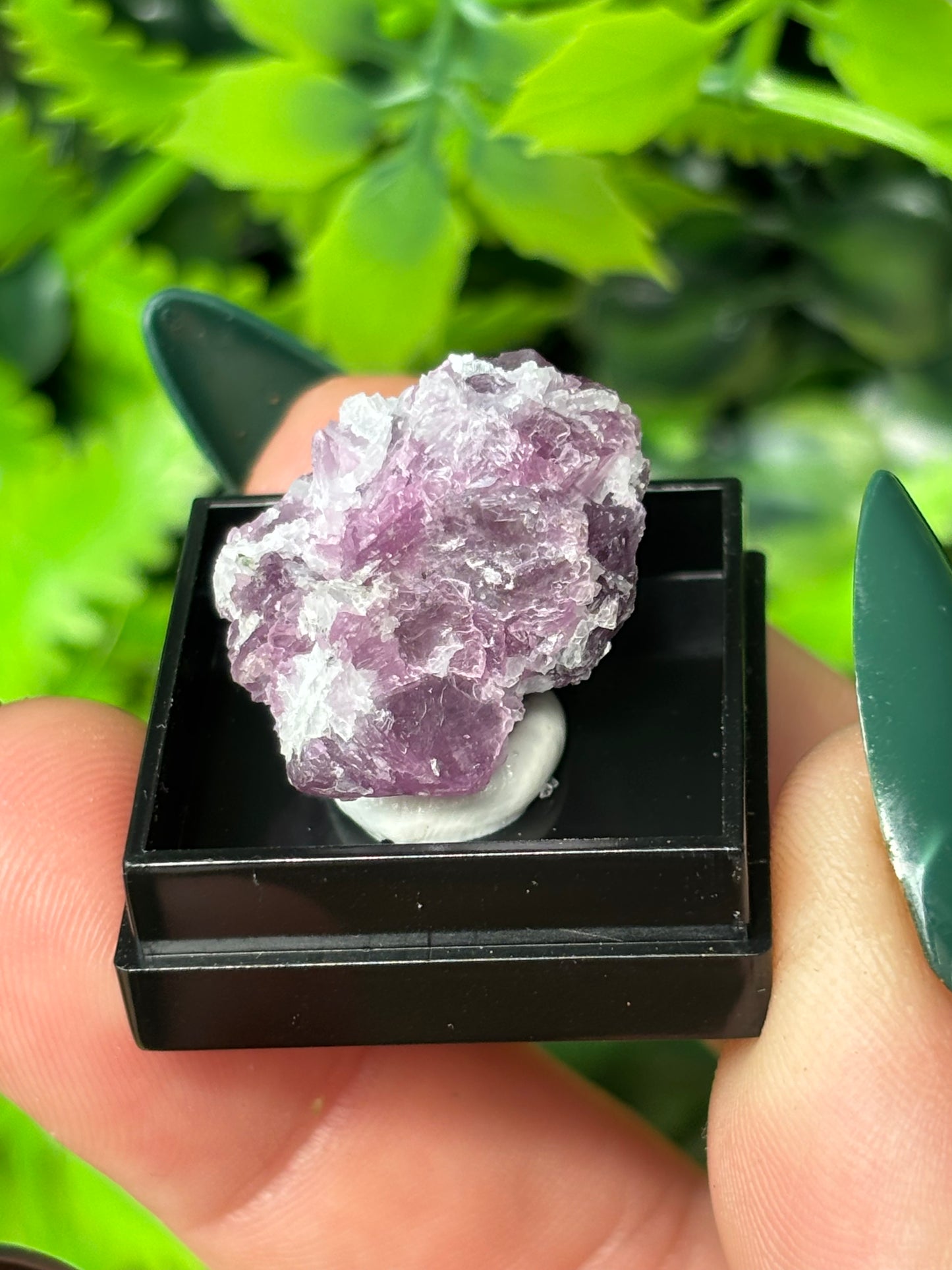 Mini boxed specimens - various