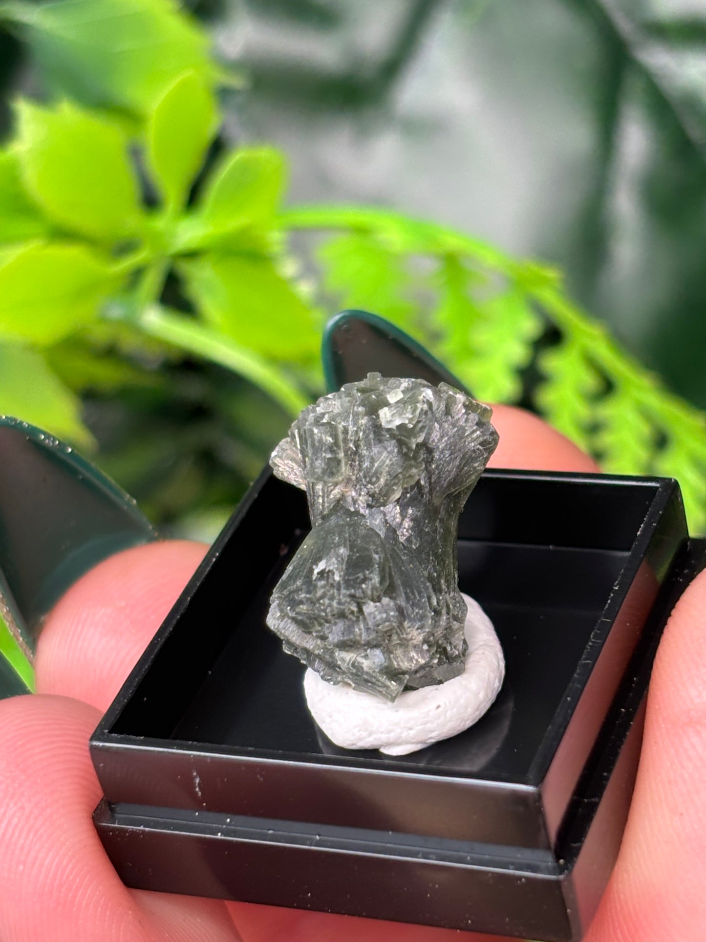 Mini boxed specimens - various