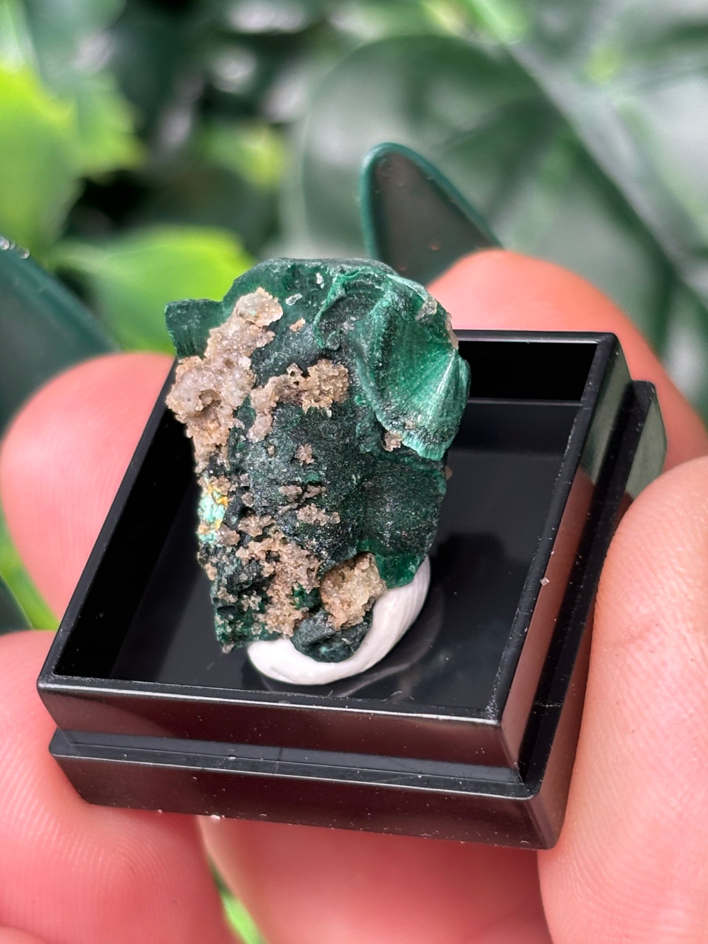 Mini boxed specimens - various