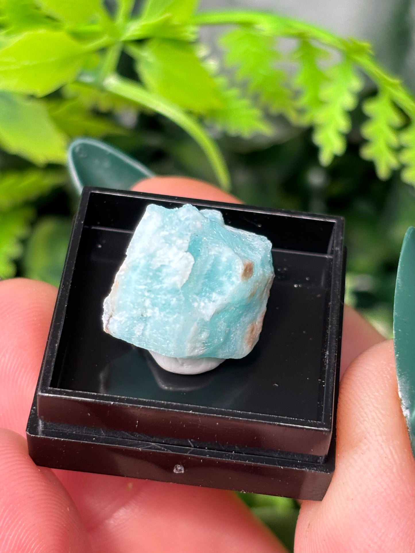 Mini boxed specimens - various