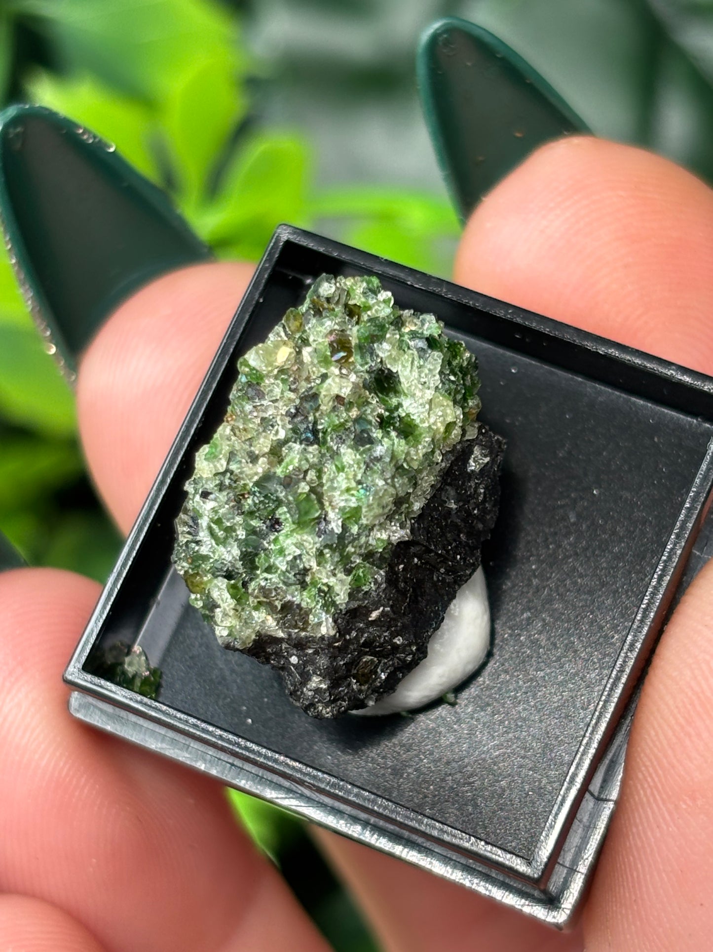 Mini boxed specimens - various