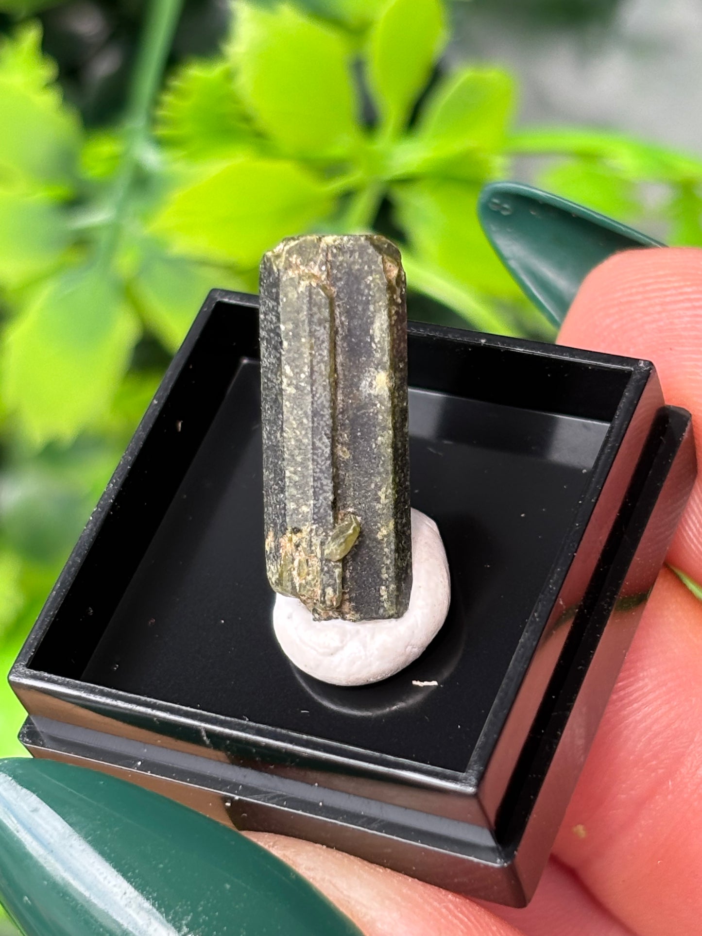 Mini boxed specimens - various