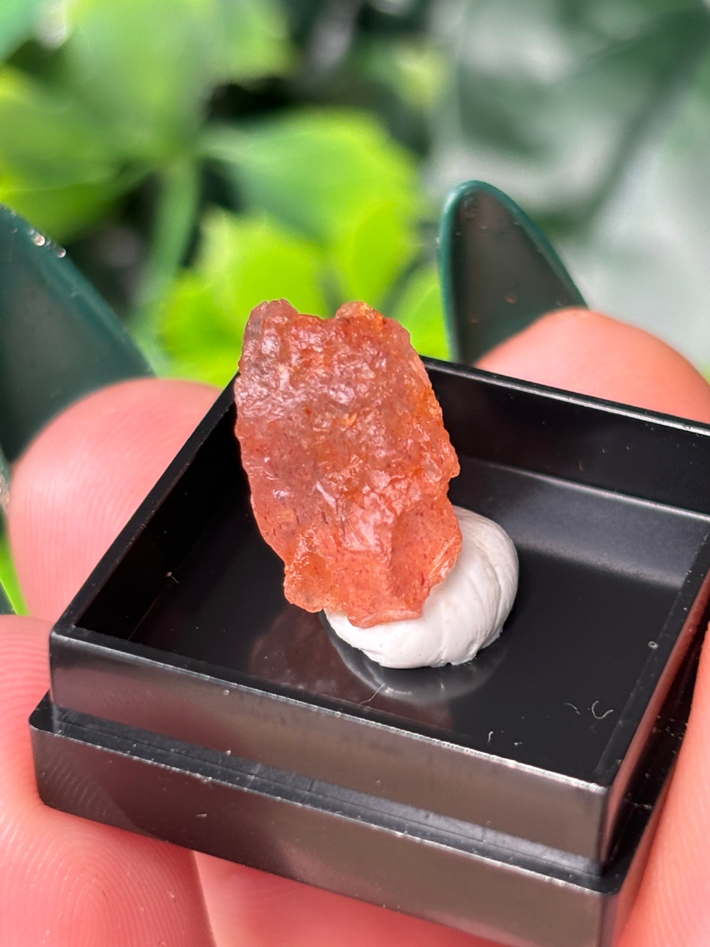 Mini boxed specimens - various