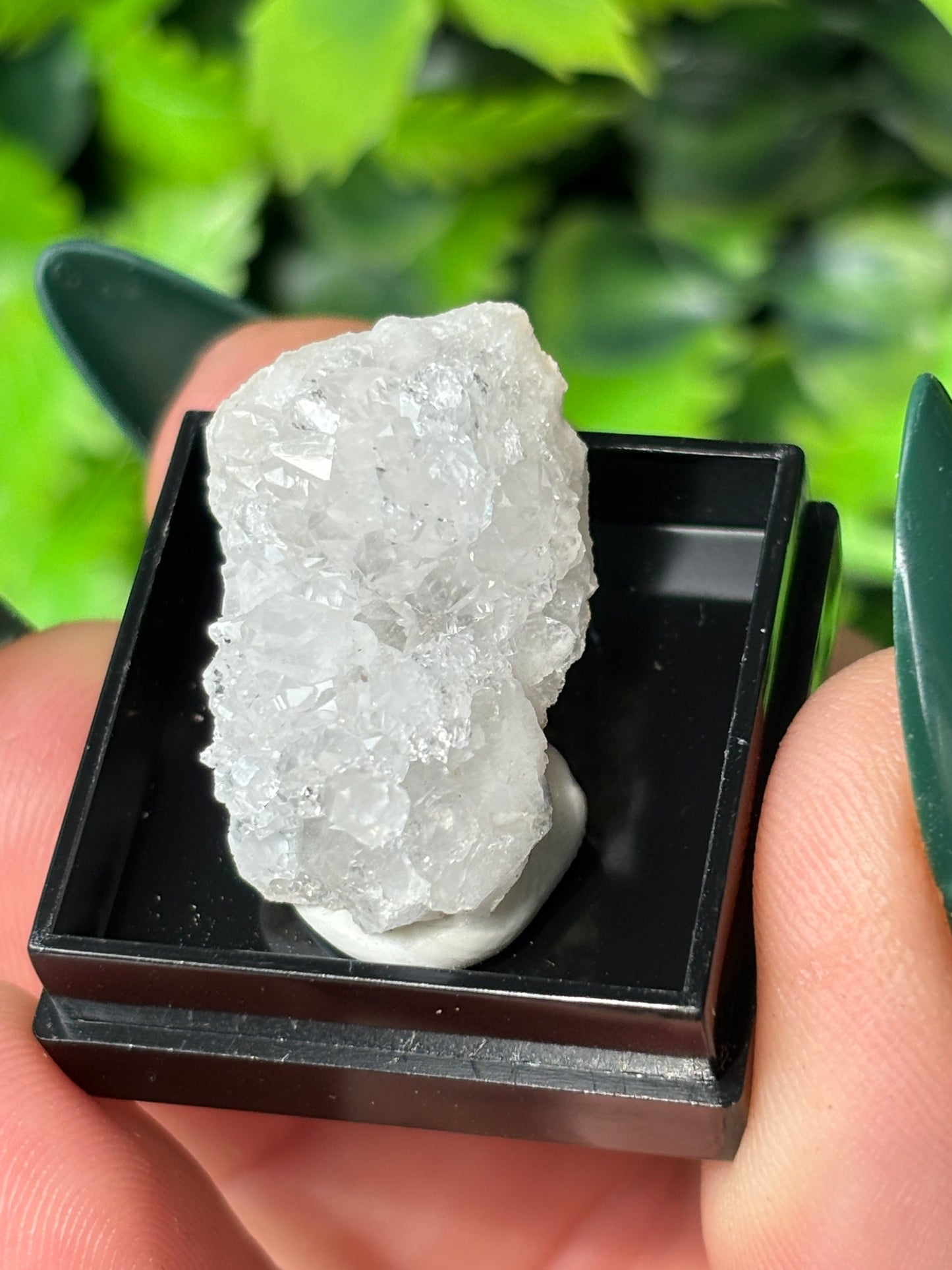 Mini boxed specimens - various