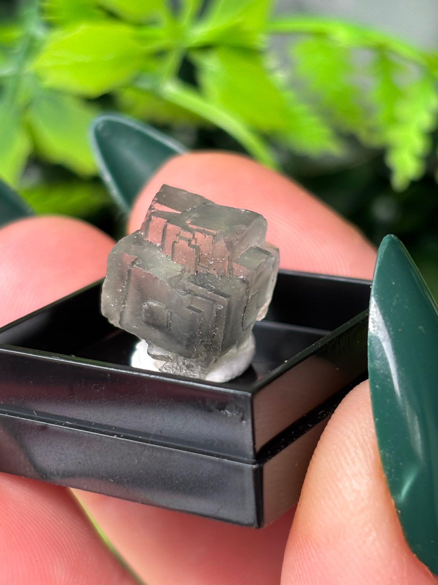 Mini boxed specimens - various