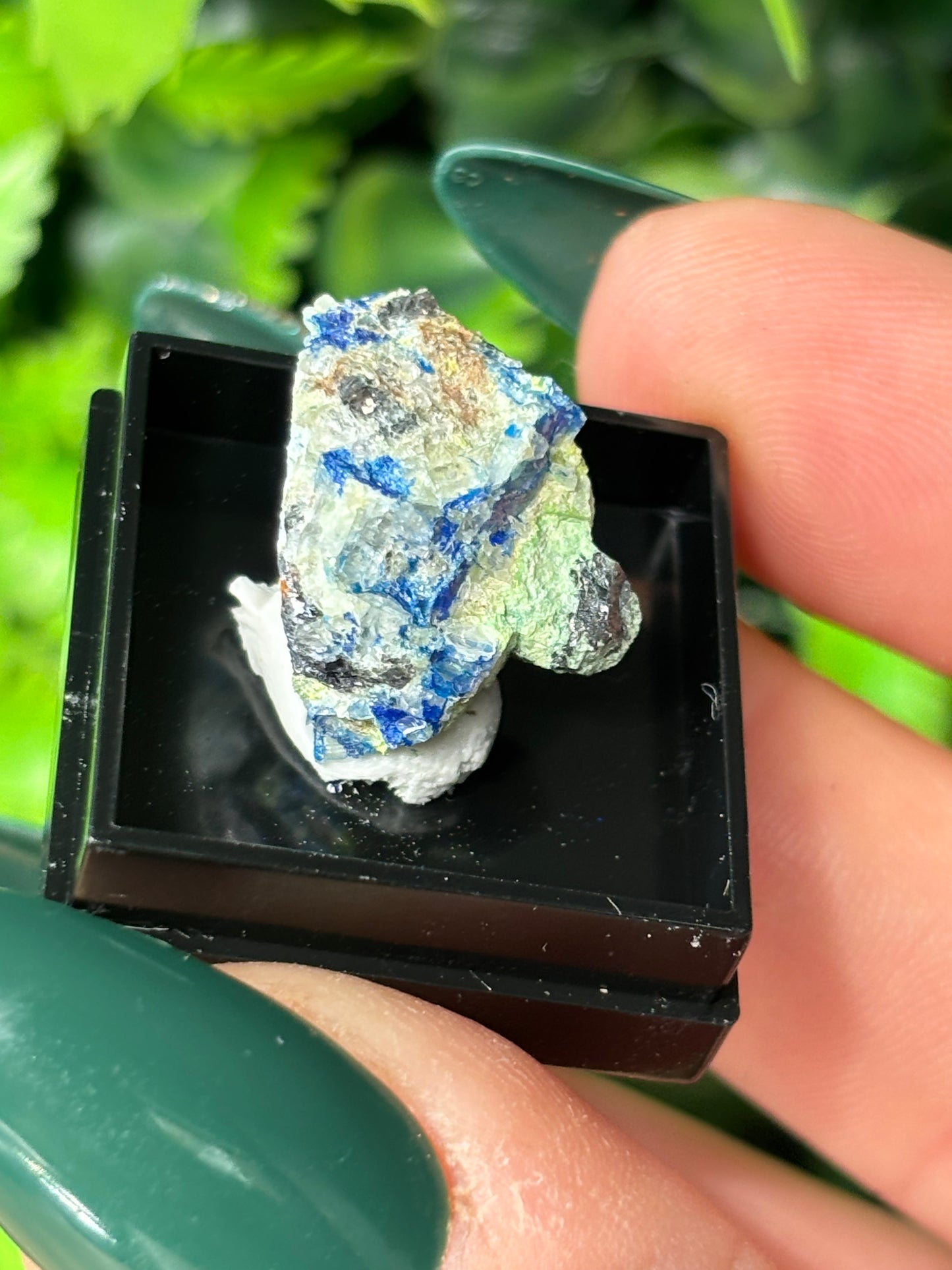 Mini boxed specimens - various