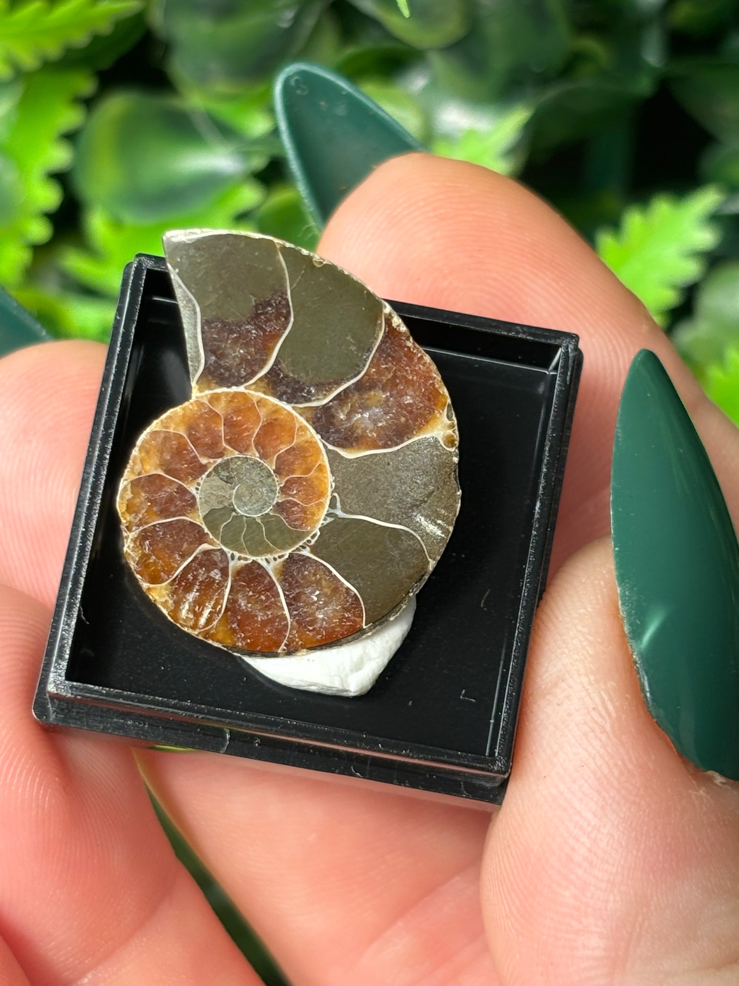 Mini boxed specimens - various